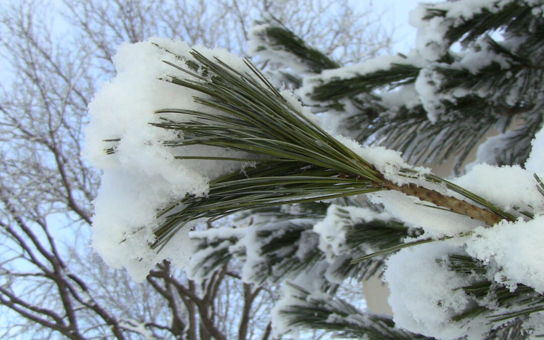 Snow on Pine Needles